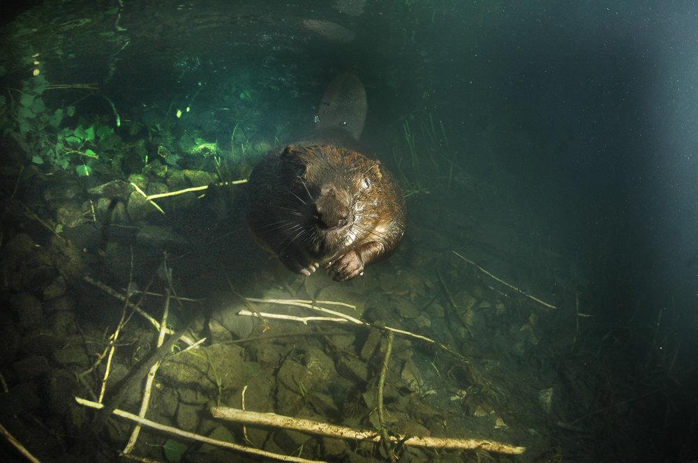 Eurasian beaver