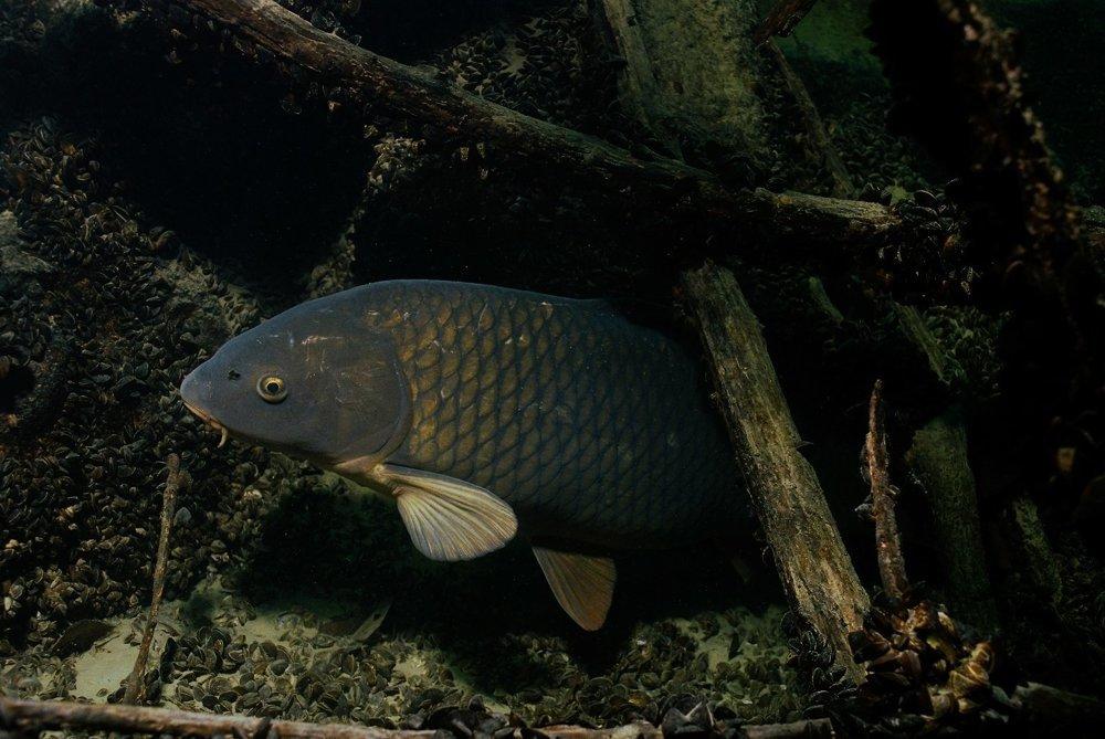 Sazan, a wild carp living in the Danube. 