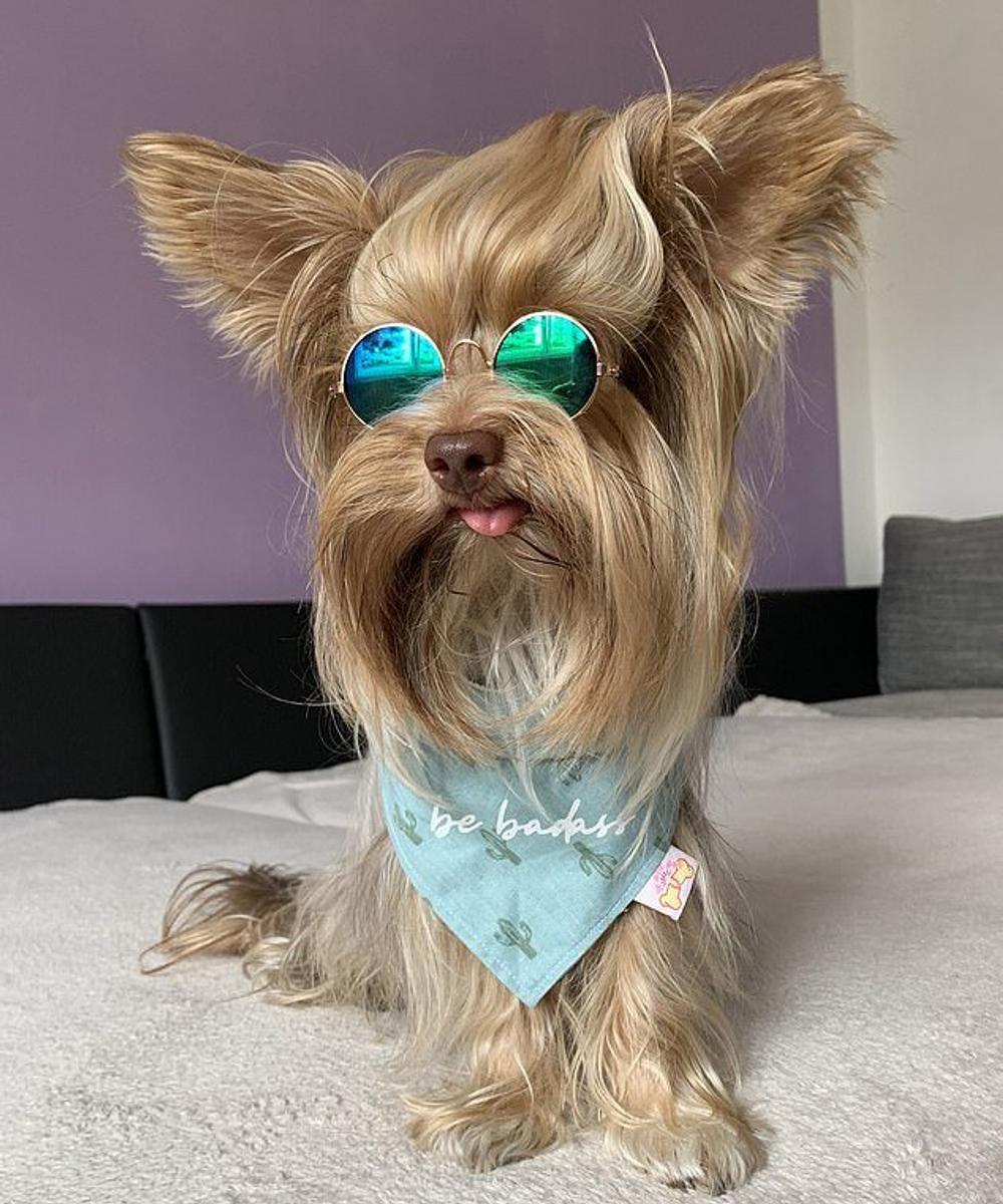 Slovak Yorkie Teddy.