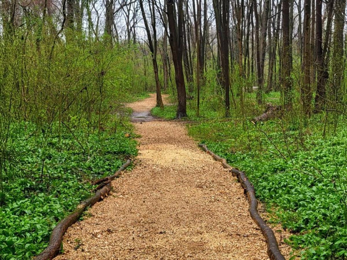 New nature trail opens in Bratislava’s Petržalka forest