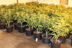 Slovakia to slacken drug legislation
