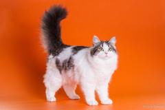 Ister Felis cat show