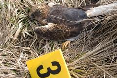Poison that killed birds of prey found in hunter’s house
