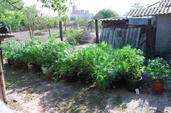 NAKA seizes marijuana plot and arrests eight people
