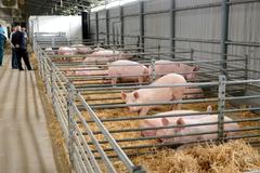 Second case of African swine fever in Slovakia confirmed