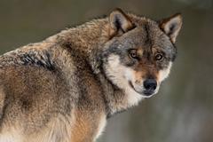 Agriculture Ministry stops the hunting of wolves