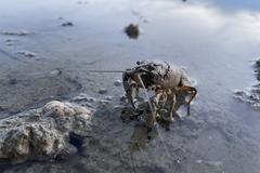 Hundreds of crayfish and fish dead due to extremely low Danube water level