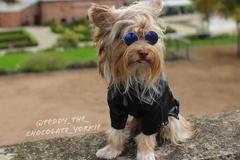 The Yorkshire terrier Teddy from Slovakia has found fame on Instagram. 