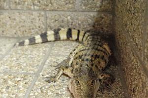 One of the most endangered individuals is currently kept in Slovakia
