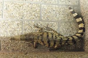 One of the most endangered individuals is currently kept in Slovakia