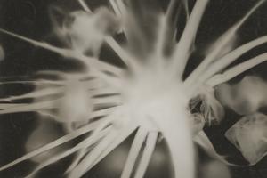François Kollar: Garlic flower. 1930's. (photogram).