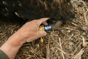 Every chick of the white-tailed eagle is extremely precious