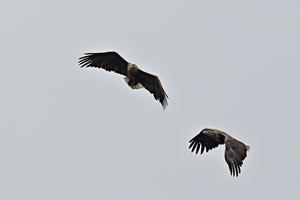 Every chick of the white-tailed eagle is extremely precious