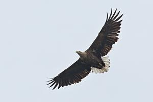 Every chick of the white-tailed eagle is extremely precious