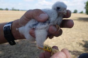 Baby Majka
