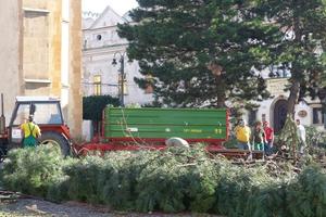 Branches and trees are removed in prešov Main Street.