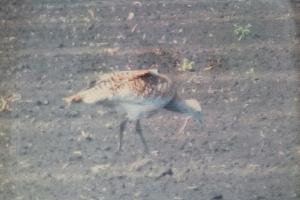 A great bustard, a large bird, was spotted near Bánov village near Nitrianska pahorkatina after 30 years.