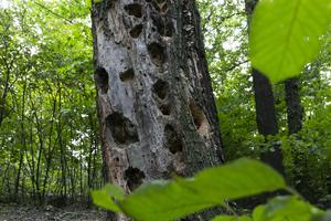 "Dead" wood still lives.