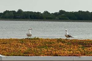 As Danubiana is located on a peninsula in the middle of the Danube, seagulls are familiar visitors.