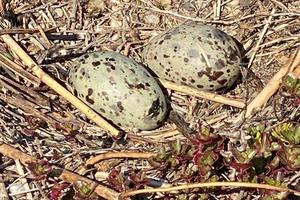 The couple has laid  two eggs.