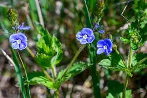 The germander speedwell (Veronica chamaedrys).