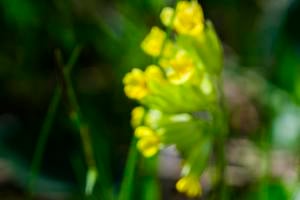 Калюжниця звичайна (Primula veris).