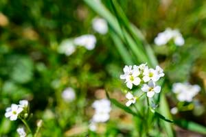 Альпійський гірський крес-салат (Arabis alpina).