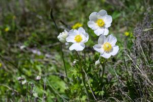Анемона проліска (Anemonoides sylvestris).