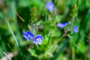 The germander speedwell (Veronica chamaedrys).