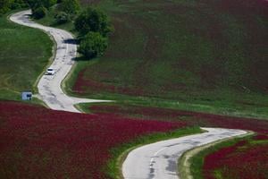 A winding road through clover fields beneath Černecký Hill near the village of Sobotište, Senica District, Trnava Region, on Wednesday, 14 May 2025.