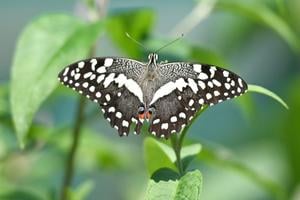 The lime butterfly (Papilio demoleus).