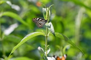 Бабочка з виду Danaus tirumala septentrionis.