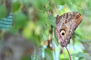 The forest giant owl (Caligo eurilochus).