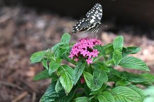 The citrus swallowtail (Papilio demodocus).