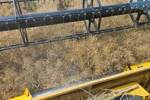 Harvesting rapeseed in the Komárno district, southern Slovakia.