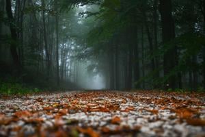 Опале листя на гравійній дорозі під пагорбом Veľká Javorina в селі Lubina.