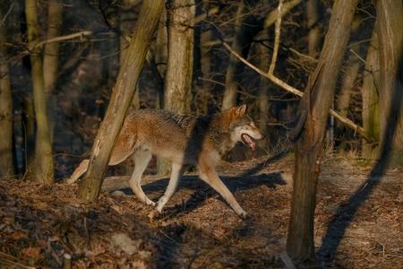 Євразійський вовк (Canis lupus lupus).