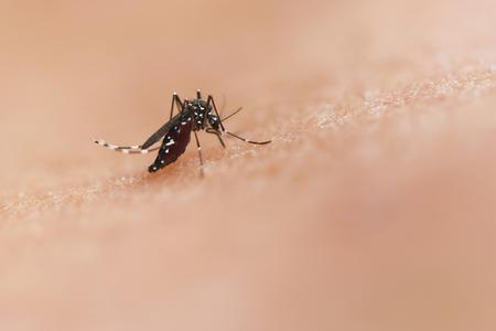 Asian Tiger Mosquito was detected in Bratislava's Ružinov.