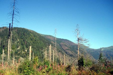 Trees in the Kôprová Dolina valley in the High Tatras mountain range.