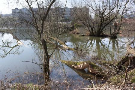 Calm and stagnant waters in Košice's Nad Jazerom borough are paradise for beavers.