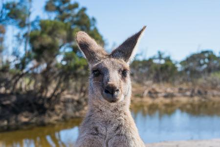 It's a long way back to Australia for the Liptov wallaby. 