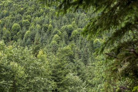 Slovak forest.
