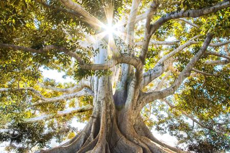tree, unsplash, Jeremy Bishop