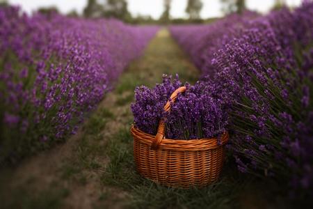 Lavender and rose farm in Záhorie near the village of Malé Leváre