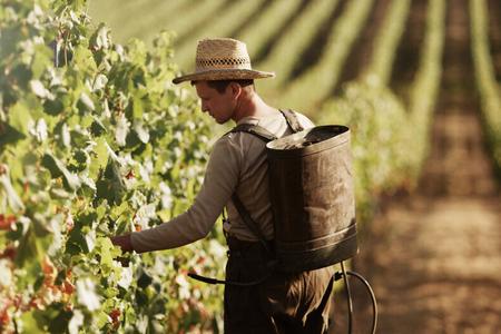 Short guide to Slovak grape varieties