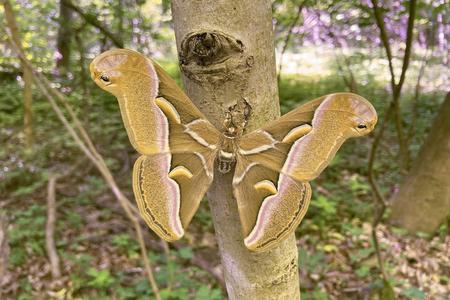 Invasive moth now the biggest in Slovakia