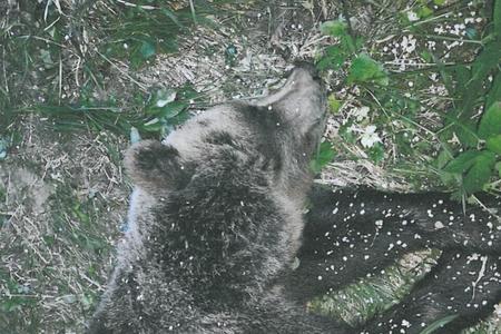 A bear killed by ŠOP.