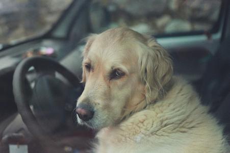 A Slovak woman left her dog in her locked car in the sun and left for manicure in Bratislava on July 7, 2024.