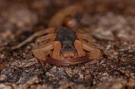 Brazilian yellow scorpion.