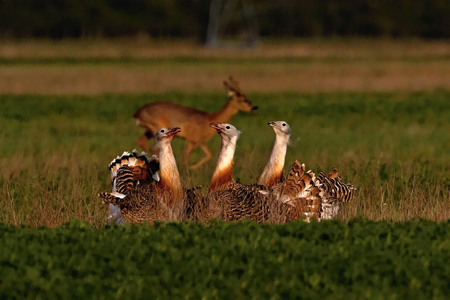 Great bustards